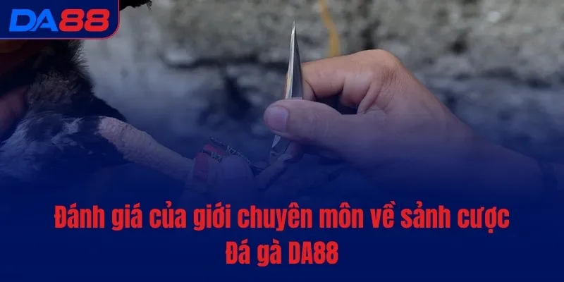 Đá gà DA88 - Cược nhanh, tiền vào túi ào ào sau mỗi lượt