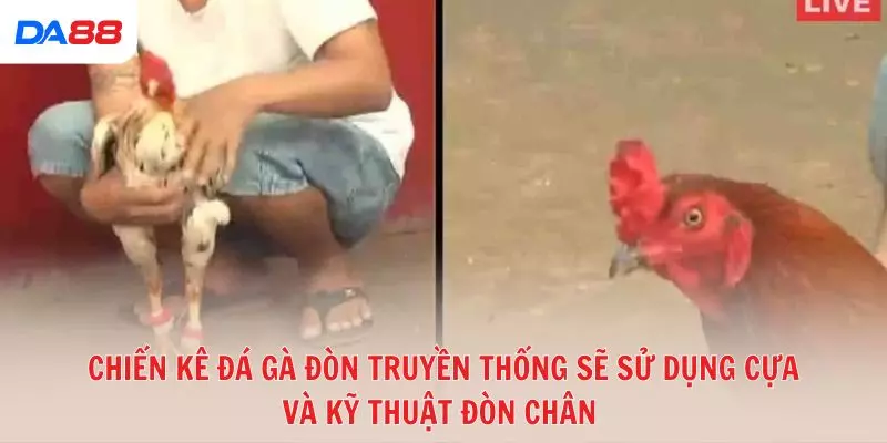 Đá gà đòn truyền thống: Bí quyết để đánh giá chiến kê và chiến thắng 2026
