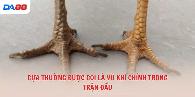 Từ A đến Z các thuật ngữ đá gà phổ biến trong sới gà hiện nay 2026
