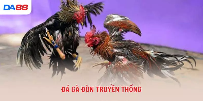 Đá gà đòn truyền thống: Bí quyết để đánh giá chiến kê và chiến thắng 2026