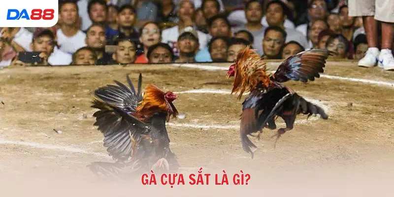 Gà cựa sắt là gì và vì sao được nhiều tay chơi ưa chuộng? 2026