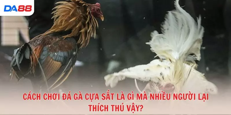 Gà cựa sắt là gì và vì sao được nhiều tay chơi ưa chuộng? 2026