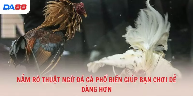 Từ A đến Z các thuật ngữ đá gà phổ biến trong sới gà hiện nay 2026