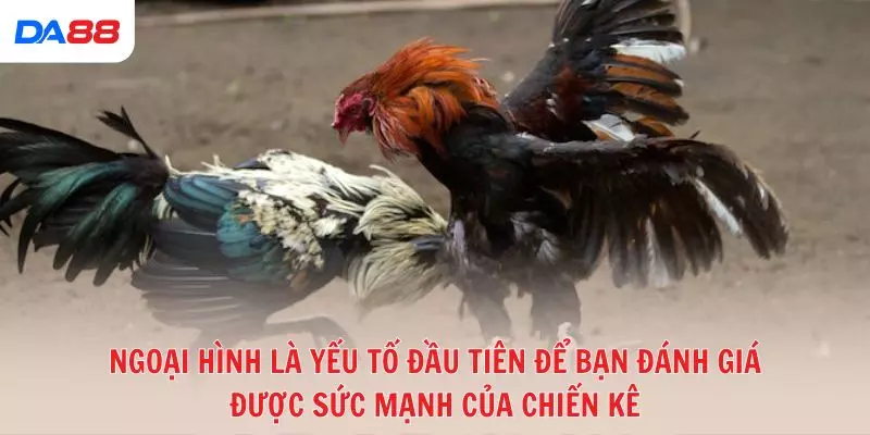Đá gà đòn truyền thống: Bí quyết để đánh giá chiến kê và chiến thắng 2026