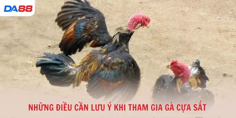 Gà cựa sắt là gì và vì sao được nhiều tay chơi ưa chuộng? 2026