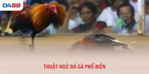 Kinh nghiệm - DA88
