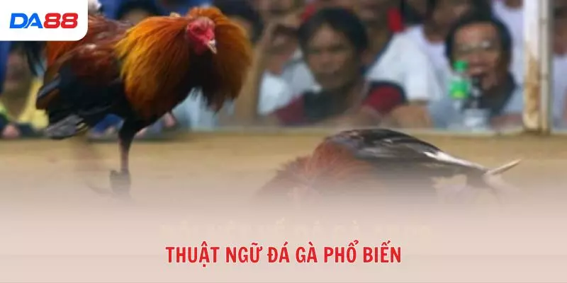 Từ A đến Z các thuật ngữ đá gà phổ biến trong sới gà hiện nay 2026
