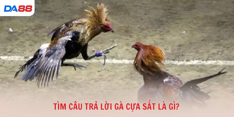 Gà cựa sắt là gì và vì sao được nhiều tay chơi ưa chuộng? 2026