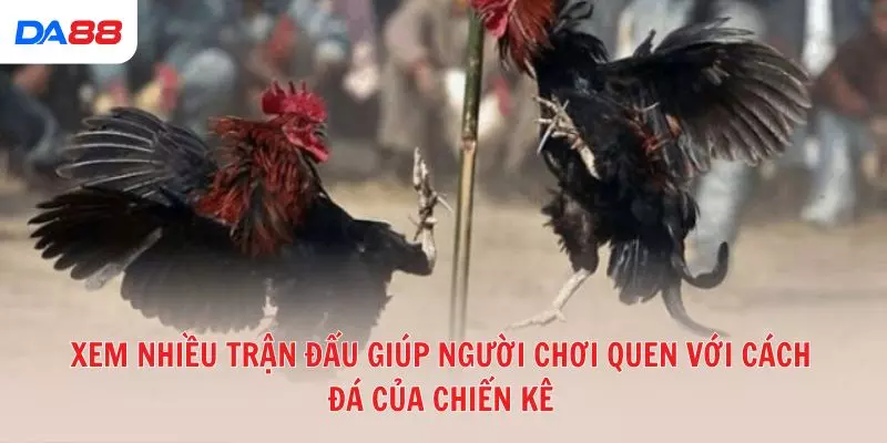 Đá gà đòn truyền thống: Bí quyết để đánh giá chiến kê và chiến thắng 2026